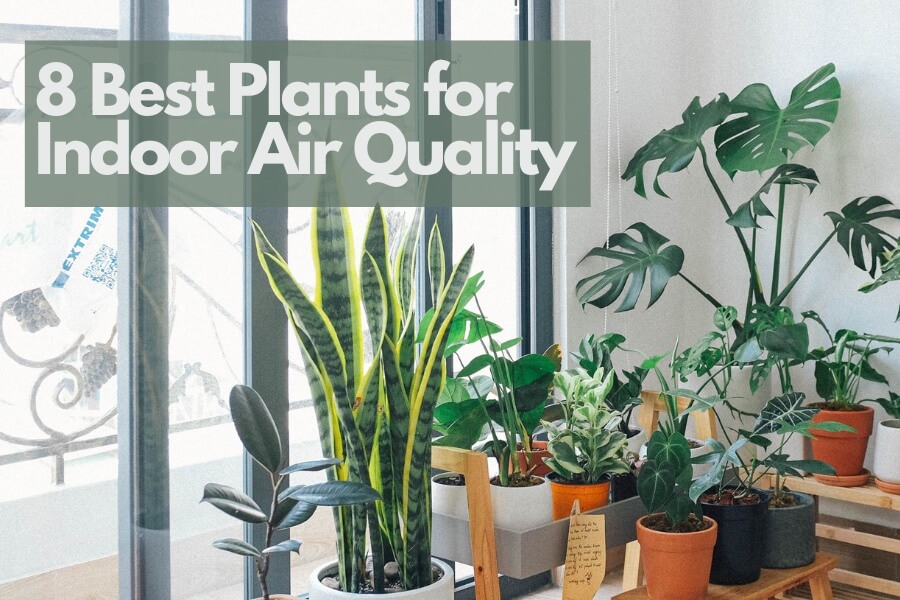 Best plants to improve indoor air quality