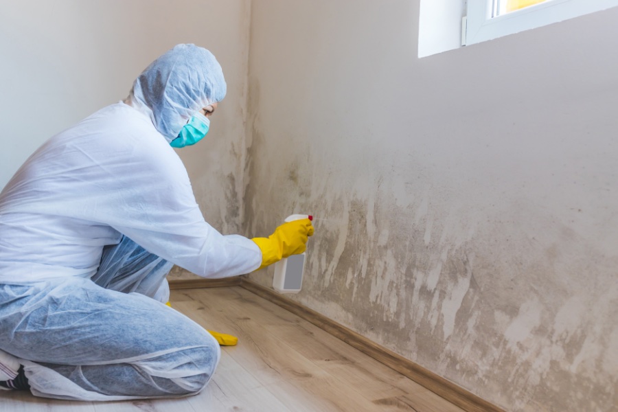 Clean and disinfect areas with mold