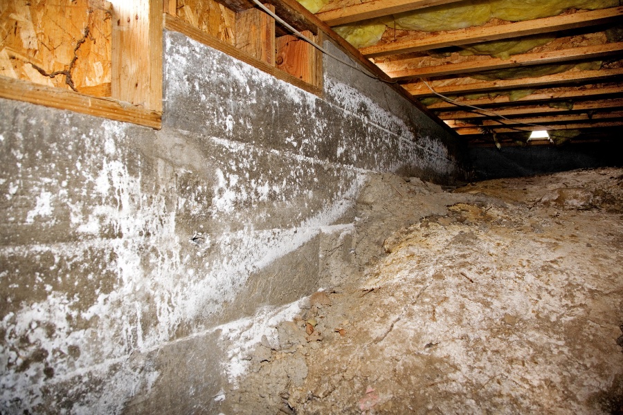 Mold in dark damp places