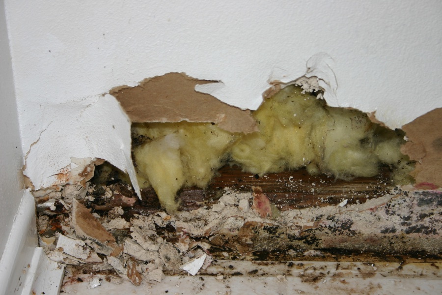 Mold in the walls - water damage