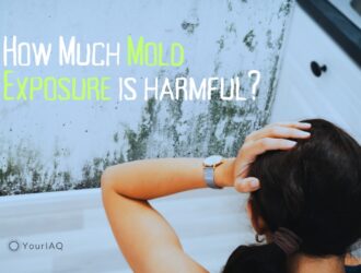 How Much Mold Exposure is Harmful?