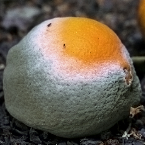 Blue mold of citrus (Penicillium digitatum) colonizing an orange fallen from a tree in Mountainview, California