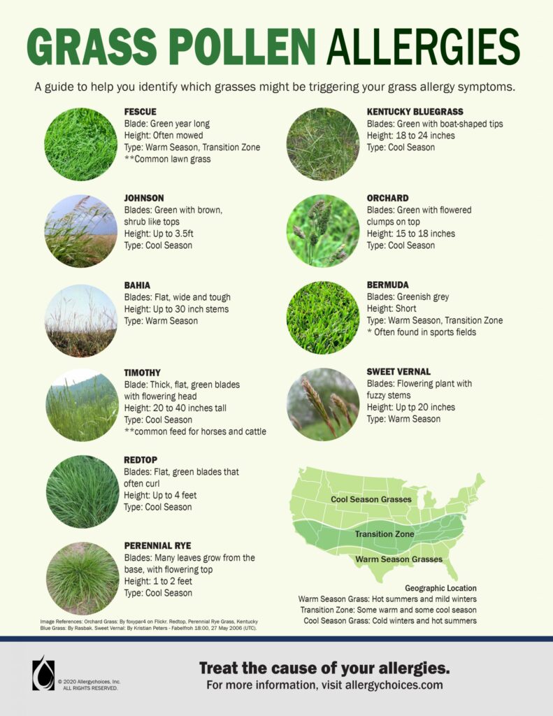 Grass Pollen Allergy infographic