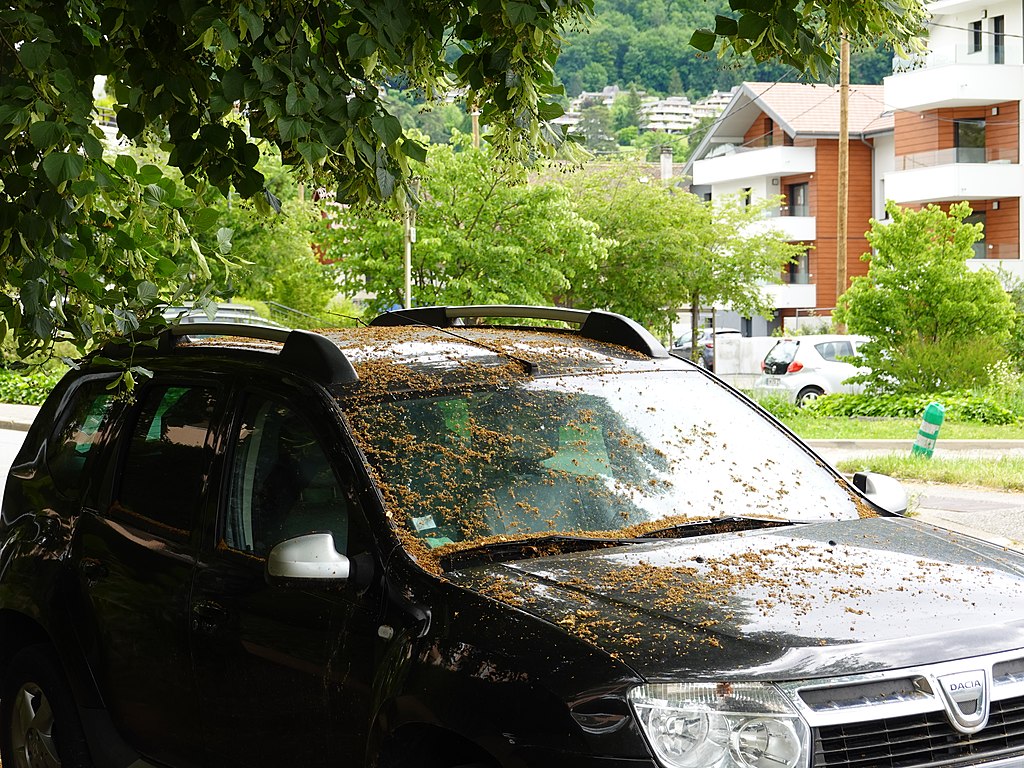 seasonal allergies home solutions - pollen on a car